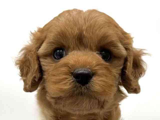 愛知県のキャバプー(キャバリア×プードル) (ひごペットフレンドリーヴィアモール アピタ江南西店/2025年11月24日生まれ/女の子/レッド)の子犬の1枚目の画像