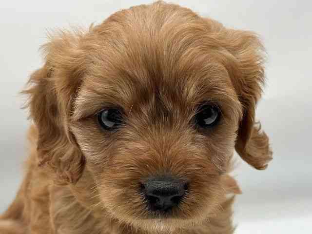 香川県のキャバプー(キャバリア×プードル) (ひごペットフレンドリーゆめタウン高松店/2025年11月24日生まれ/女の子/レッド)の子犬の1枚目の画像