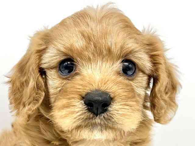 大阪府のキャバプー(キャバリア×プードル) (ひごペットフレンドリーイオンタウン豊中庄内店/2025年11月24日生まれ/男の子/レッド)の子犬の1枚目の画像