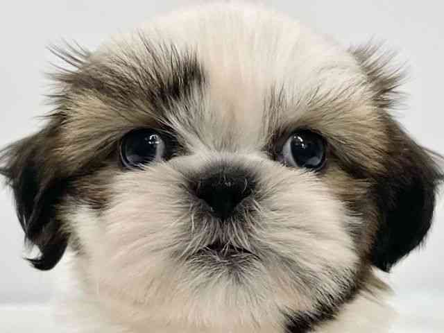 高知県のシーズー (ひごペットフレンドリーイオンモール高知店/2025年11月22日生まれ/女の子/ゴールドホワイト)の子犬の1枚目の画像