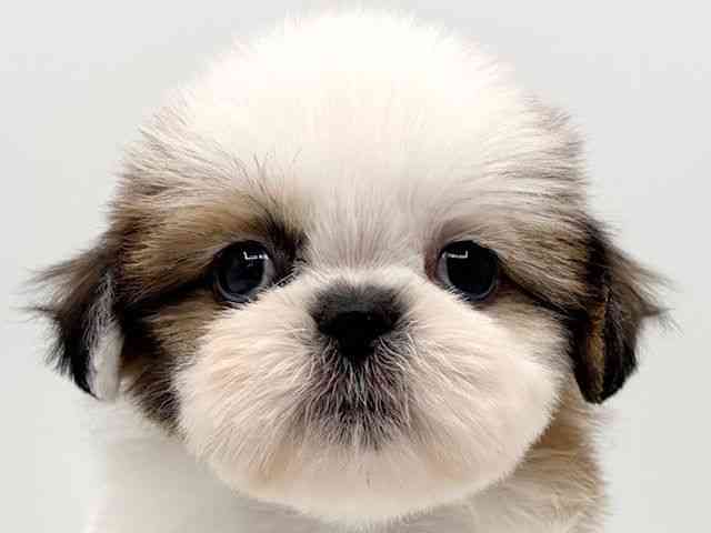 大阪府のシーズー (ひごペットフレンドリーみのおキューズモール店/2025年11月22日生まれ/男の子/ゴールドホワイト)の子犬