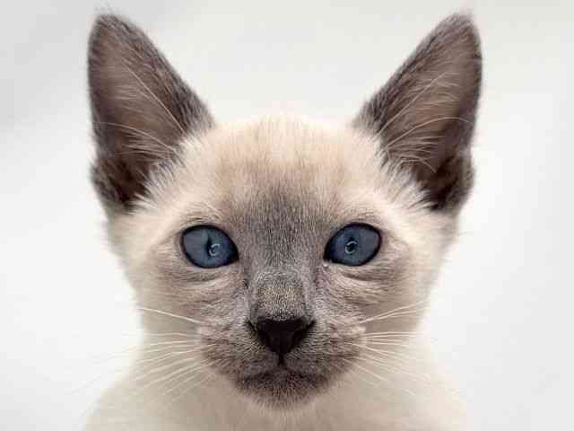 京都府のシャム (ひごペットフレンドリー洛北阪急スクエア店/2025年11月23日生まれ/女の子/ブルーポイント)の子猫の1枚目の画像