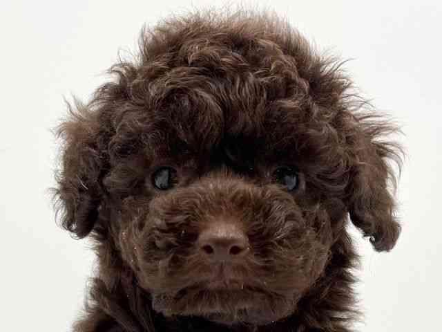 大阪府のトイプードル(トイ) (ひごペットフレンドリーみのおキューズモール店/2025年11月22日生まれ/男の子/ブラウン)の子犬