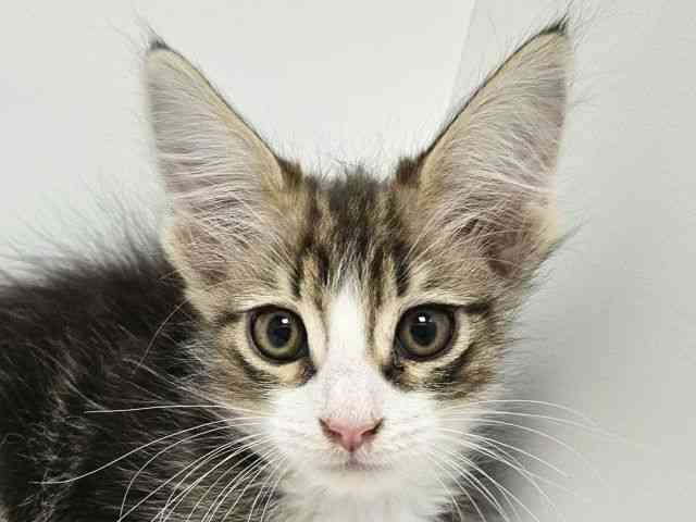 愛知県のメインクーン (ひごペットフレンドリーイトーヨーカドー知多店/2025年11月23日生まれ/男の子/ブラウンタビーホワイト)の子猫の1枚目の画像