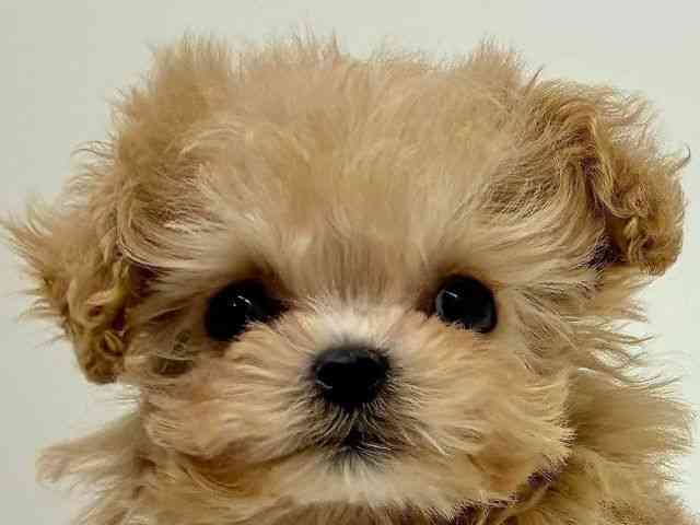 兵庫県のマルプー(マルチーズ×プードル) (ひごペットフレンドリーブルメールHAT神戸店/2025年11月16日生まれ/男の子/アプリコット)の子犬