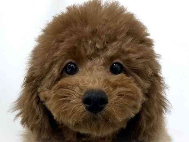 大阪府のトイプードル(トイ) (ひごペットフレンドリーベルファⅡ都島店/2025年11月20日生まれ/女の子/レッド)の子犬の1枚目の画像