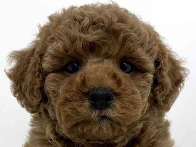 大阪府のトイプードル(トイ) (ひごペットフレンドリーベルファⅡ都島店/2025年11月20日生まれ/女の子/レッド)の子犬