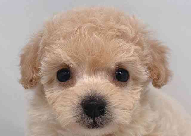 鳥取県のプーズー/プーシーズ(プードル×シーズー) (ひごペットフレンドリーイオンモール鳥取北店/2025年11月23日生まれ/女の子/アプリコット)の子犬の1枚目の画像