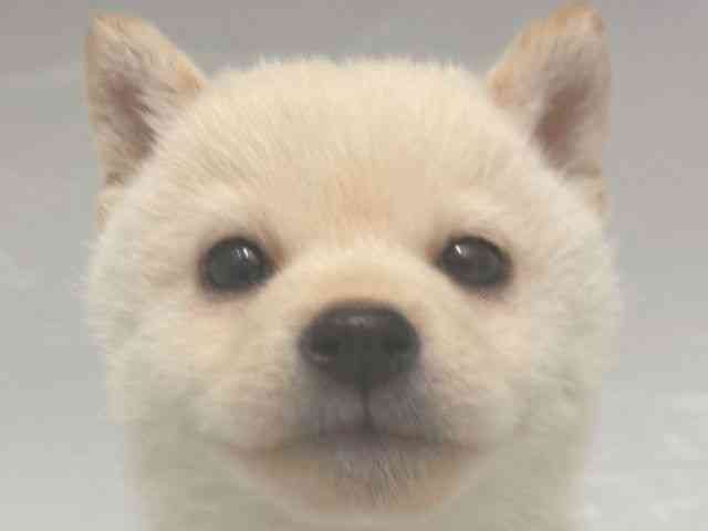 大阪府の柴犬(標準サイズ) (ひごペットフレンドリー岸和田店/2025年11月23日生まれ/男の子/白)の子犬