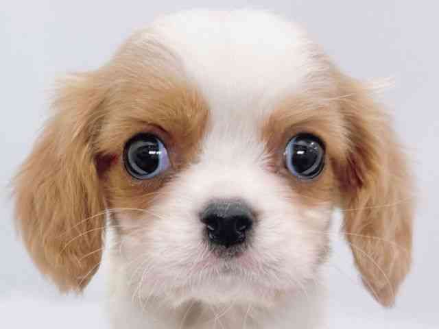 大阪府のキャバリアキングチャールズスパニエル (ひごペットフレンドリーイズミヤショッピングセンター千里丘店/2025年11月18日生まれ/男の子/ブレンハイム)の子犬