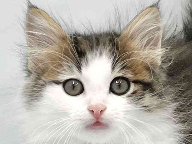 大阪府のノルウェージャンフォレストキャット (ひごペットフレンドリーイトーヨーカドー津久野店/2025年11月21日生まれ/男の子/ブラウンタビーホワイト)の子猫