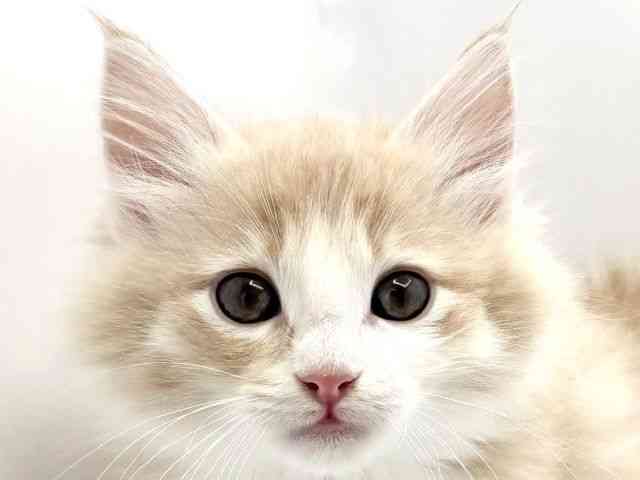 兵庫県のノルウェージャンフォレストキャット (ひごペットフレンドリークラウンパーク伊丹店/2025年11月13日生まれ/男の子/クリームタビーホワイト)の子猫の1枚目の画像