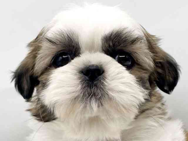 奈良県のシーズー (ひごペットフレンドリートナリエ大和高田店/2025年11月22日生まれ/男の子/ホワイトゴールド)の子犬の1枚目の画像