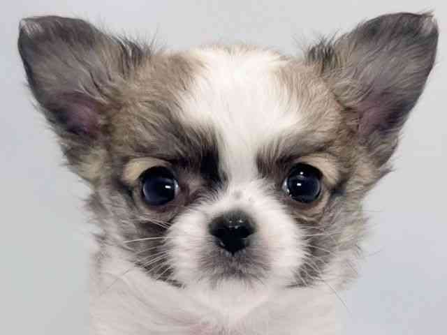 大阪府のチワワ(ロング) (ひごペットフレンドリーイズミヤショッピングセンター千里丘店/2025年11月17日生まれ/男の子/セーブルホワイト)の子犬