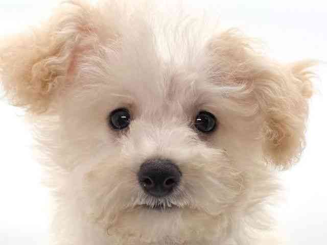 大阪府のハーフ犬・ミックス犬 (ひごペットフレンドリーイオンそよら海老江店/2025年11月24日生まれ/男の子/クリーム)の子犬の1枚目の画像