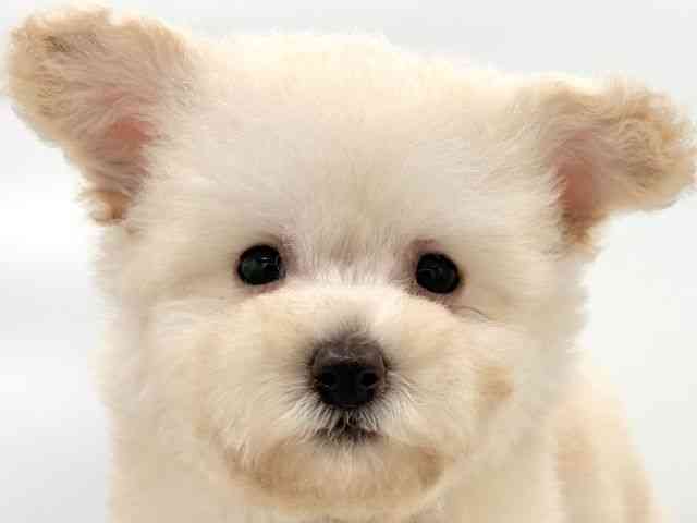 大阪府のハーフ犬・ミックス犬 (ひごペットフレンドリーイオンそよら海老江店/2025年11月24日生まれ/男の子/クリーム)の子犬の1枚目の画像