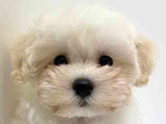 兵庫県のマルプー(マルチーズ×プードル) (ひごペットフレンドリーブルメールHAT神戸店/2025年11月21日生まれ/女の子/ホワイト)の子犬