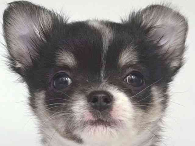 大阪府のチワワ(ロング) (ひごペットフレンドリー岸和田店/2025年11月16日生まれ/女の子/ブラックタンホワイト)の子犬の1枚目の画像