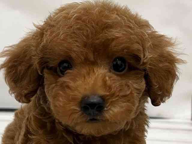 和歌山県のトイプードル(トイ) (ひごペットフレンドリーパームシティ和歌山店/2025年11月22日生まれ/男の子/レッド)の子犬の1枚目の画像