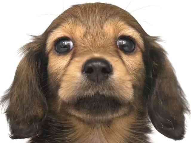 大阪府のミニチュアダックスフンド(ロング) (ひごペットフレンドリー岸和田店/2025年11月23日生まれ/女の子/レッド)の子犬の1枚目の画像