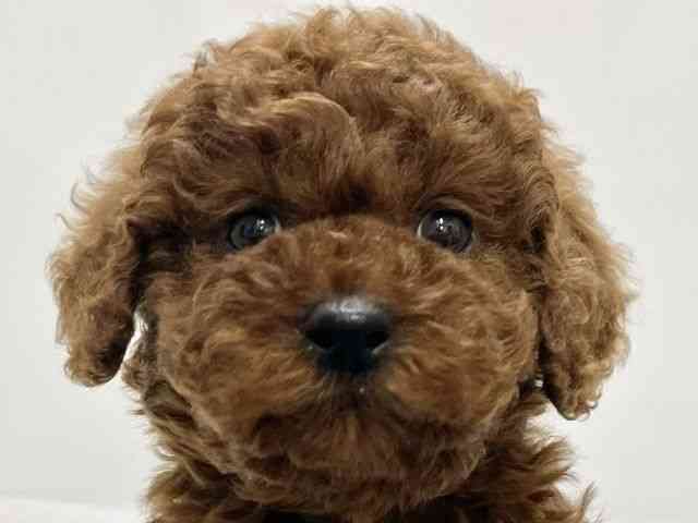 高知県のトイプードル(トイ) (ひごペットフレンドリーイオンモール高知店/2025年11月24日生まれ/女の子/レッド)の子犬の1枚目の画像