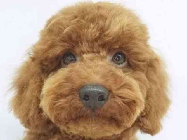 福岡県のトイプードル(トイ) (ひごペットフレンドリーゆめタウン筑紫野店/2025年11月24日生まれ/男の子/レッド)の子犬の1枚目の画像