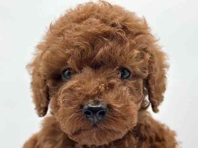 香川県のトイプードル(トイ) (ひごペットフレンドリーゆめタウン高松店/2025年11月24日生まれ/男の子/レッド)の子犬の1枚目の画像