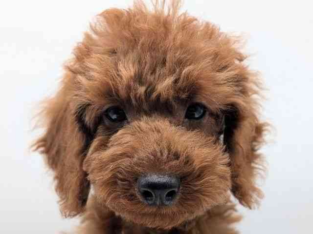 香川県のトイプードル(トイ) (ひごペットフレンドリーゆめタウン高松店/2025年11月24日生まれ/男の子/レッド)の子犬の1枚目の画像