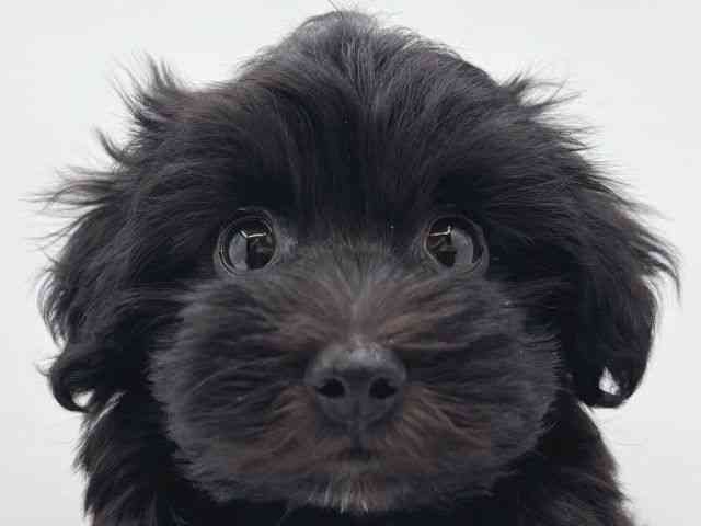 愛媛県のマルプー(マルチーズ×プードル) (ひごペットフレンドリーイオンモール今治新都市店/2025年11月25日生まれ/女の子/ブラック)の子犬