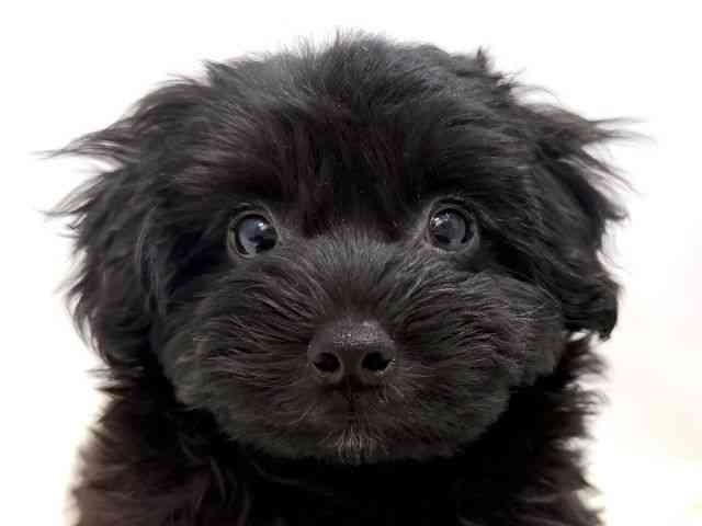 広島県のマルプー(マルチーズ×プードル) (ひごペットフレンドリーゆめタウン廿日市店/2025年11月25日生まれ/男の子/ブラック)の子犬の1枚目の画像