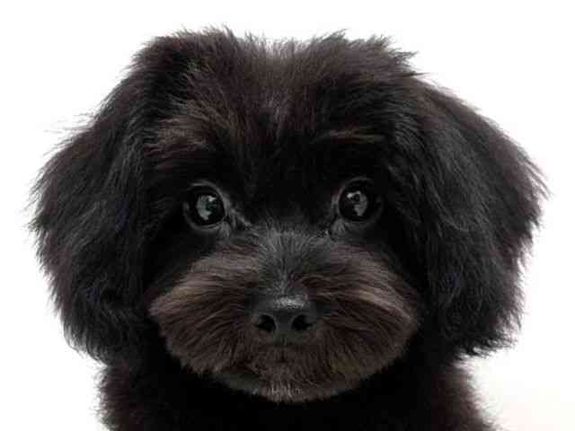 広島県のマルプー(マルチーズ×プードル) (ひごペットフレンドリーゆめタウン廿日市店/2025年11月25日生まれ/男の子/ブラック)の子犬の1枚目の画像