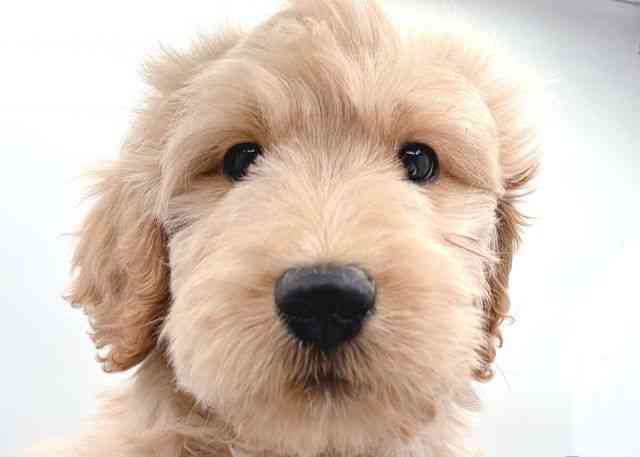 島根県のゴールデンドゥードゥル(ゴールデン×プードル) (ひごペットフレンドリーイオン松江ショッピングセンター店/2025年11月20日生まれ/男の子/ゴールデン)の子犬の1枚目の画像