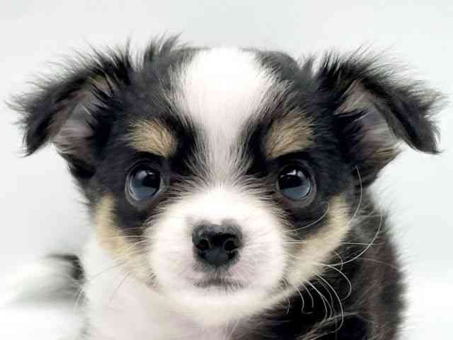 奈良県のチワワ(ロング) (ひごペットフレンドリートナリエ大和高田店/2025年11月25日生まれ/女の子/ブラックタンホワイト)の子犬の1枚目の画像