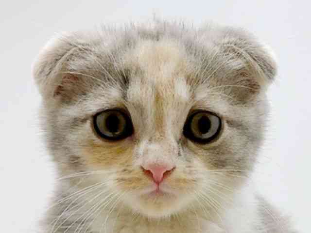 広島県のスコティッシュフォールド (ひごペットフレンドリーフジグラン神辺店/2025年11月24日生まれ/女の子/ブルーパッチドタビーホワイト)の子猫の1枚目の画像