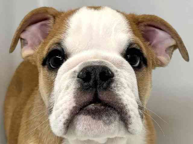 大阪府のブルドッグ (ひごペットフレンドリーセブンパーク天美店/2025年11月22日生まれ/男の子/レッドホワイト)の子犬の1枚目の画像