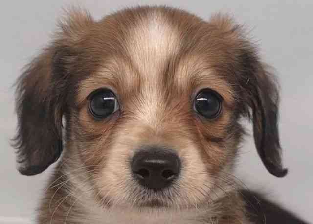 鳥取県のチワックス(チワワ×ダックス) (ひごペットフレンドリーイオンモール鳥取北店/2025年11月23日生まれ/男の子/レッドホワイト)の子犬の1枚目の画像