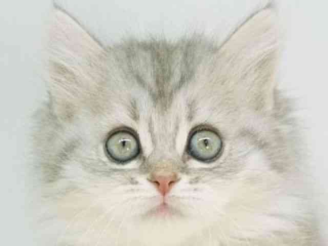 福岡県のミヌエット (ひごペットフレンドリーゆめタウン筑紫野店/2025年11月24日生まれ/女の子/シルバータビーホワイト)の子猫の1枚目の画像