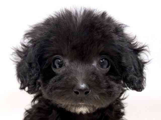 広島県のトイプードル(トイ) (ひごペットフレンドリーゆめタウン廿日市店/2025年11月25日生まれ/女の子/ブラック)の子犬の1枚目の画像