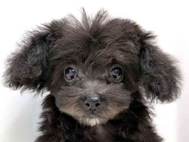 広島県のトイプードル(トイ) (ひごペットフレンドリーゆめタウン廿日市店/2025年11月25日生まれ/女の子/ブラック)の子犬の1枚目の画像