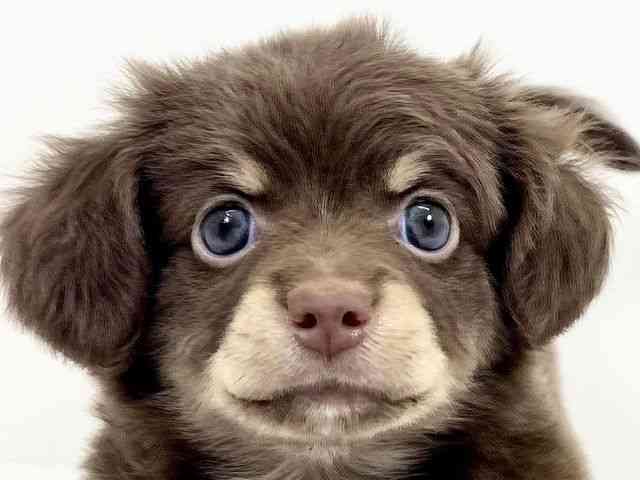 京都府のチワックス(チワワ×ダックス) (ひごペットフレンドリーイズミヤショッピングセンター八幡店/2025年11月25日生まれ/男の子/チョコレートタン)の子犬の1枚目の画像