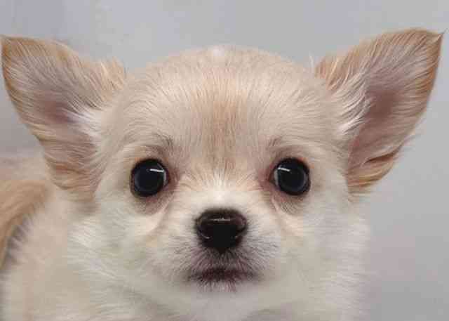 鳥取県のチワワ(ロング) (ひごペットフレンドリーイオンモール鳥取北店/2025年11月20日生まれ/男の子/クリーム)の子犬