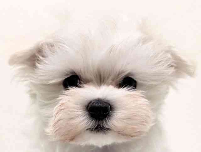 福岡県のマルチーズ (ひごペットフレンドリーリバーウォーク北九州店/2025年11月24日生まれ/男の子/ホワイト)の子犬の1枚目の画像