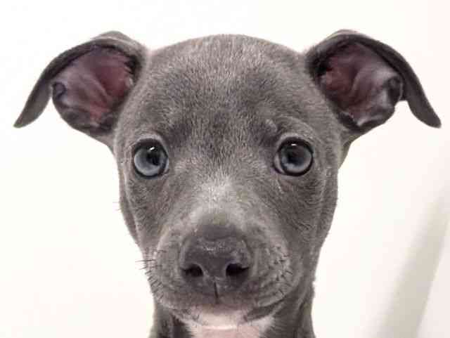 福岡県のイタリアングレーハウンド (ひごペットフレンドリーリバーウォーク北九州店/2025年11月24日生まれ/男の子/ブルーホワイト)の子犬の1枚目の画像