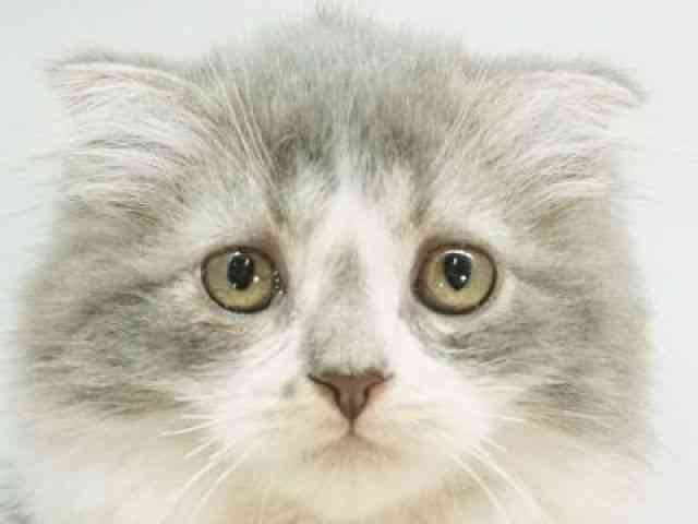 福岡県のスコティッシュフォールド (ひごペットフレンドリーゆめタウン筑紫野店/2025年11月24日生まれ/女の子/ブルータビーホワイト)の子猫の1枚目の画像