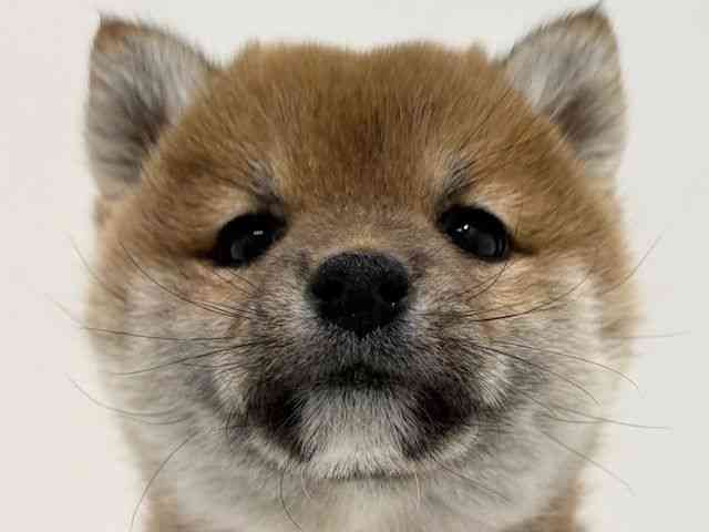 大阪府の柴犬(標準サイズ) (ひごペットフレンドリーイオン高槻店/2025年11月24日生まれ/女の子/赤)の子犬の1枚目の画像