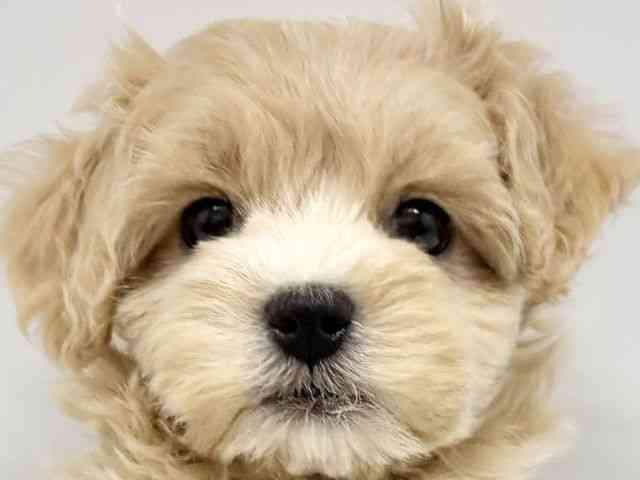 大阪府のマルプー(マルチーズ×プードル) (ひごペットフレンドリーイオンタウン豊中庄内店/2025年11月24日生まれ/女の子/クリーム)の子犬の1枚目の画像