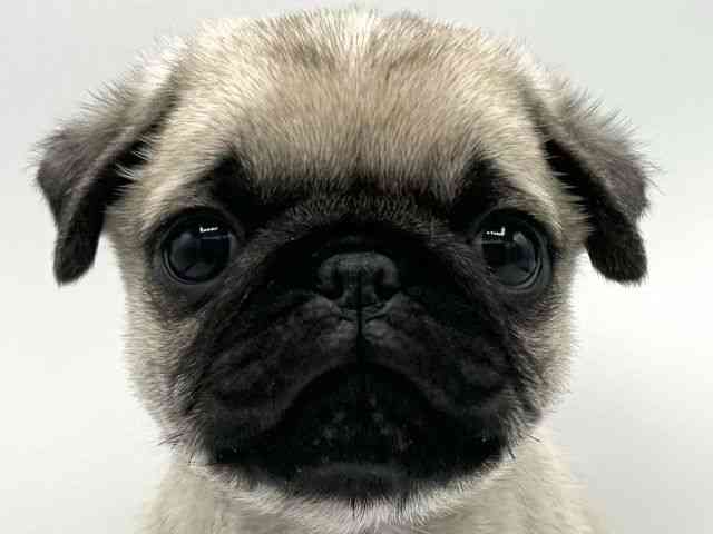 大阪府のパグ (ひごペットフレンドリーららぽーとEXPOCITY店/2025年11月23日生まれ/男の子/フォーン)の子犬