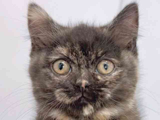 大阪府のマンチカン (ひごペットフレンドリーイズミヤショッピングセンター千里丘店/2025年11月23日生まれ/女の子/トーティーシェル)の子猫