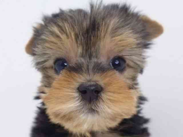 大阪府のヨークシャーテリア (ひごペットフレンドリーいこらもーる泉佐野店/2025年11月23日生まれ/女の子/スチールブルータン)の子犬