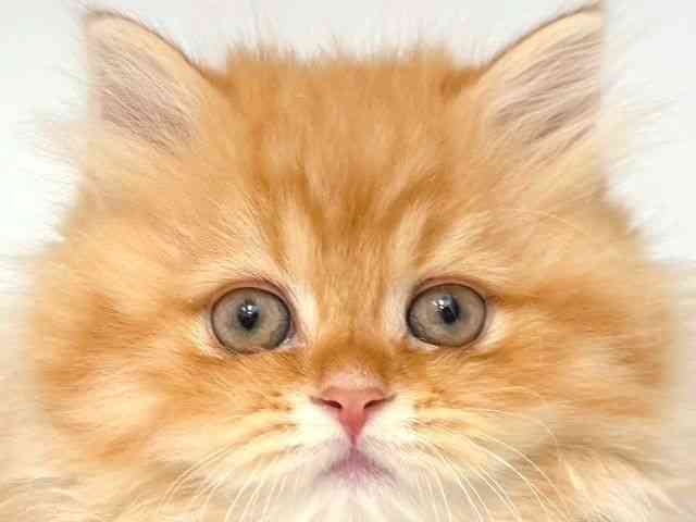 大阪府のスコティッシュフォールド (ひごペットフレンドリー岸和田店/2025年11月18日生まれ/男の子/レッドタビー)の子猫の1枚目の画像